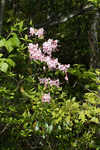 Pink azalea